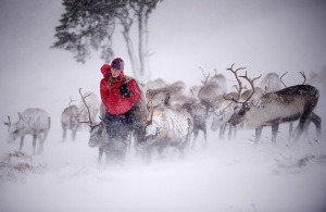 Aviemore, Scotland: Eve Grayson, a Reindeer herder of the Cairngorm Reindee